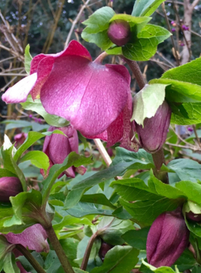 Hellebore