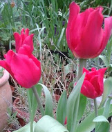 Tulips