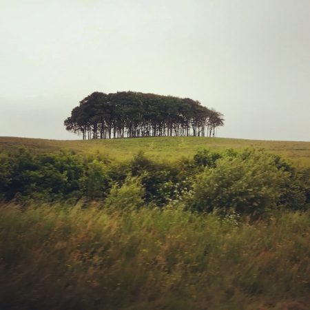 group of trees on a hill by Ute Wieczorek-King