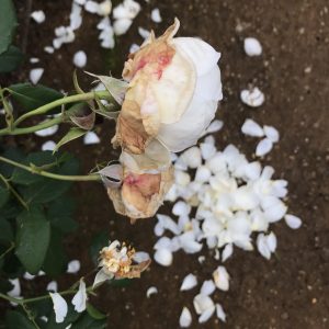 Wilting rose by Ute Wieczorek-King