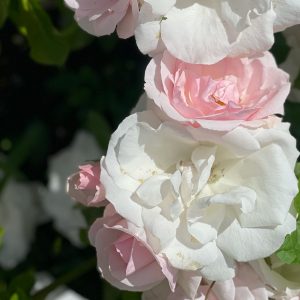 White and pink roses by Ute Wieczorek-King